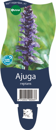 Ajuga reptans P11
