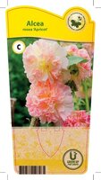Alcea rosea 'Apricot