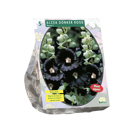 Alcea rosea donkerrood 5st - afbeelding 1