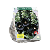 Alcea rosea donkerrood 5st