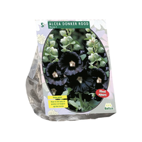 Alcea rosea donkerrood 5st - afbeelding 2