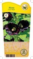 Alcea rosea 'Nigra'