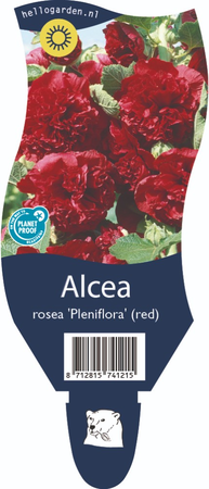 Alcea rosea 'Pleniflora Red'