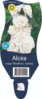 Alcea rosea 'Pleniflora White'