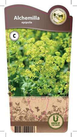 Alchemilla epipsila