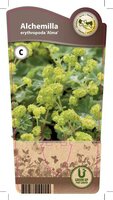 Alchemilla erytrhopoda 'Alma'