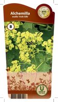 Alchemilla mollis 'Irish Silk'