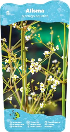 Alisma plantago-aquatica