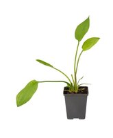 Alisma plantago-aquatica