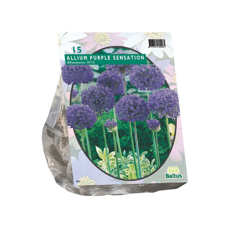 Allium afl. purple sensation 15st