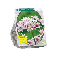 Allium cameleon 20st