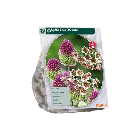 Allium exotic mix 30st