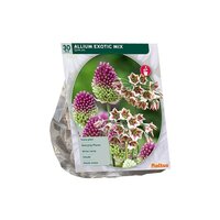 Allium exotic mix 30st