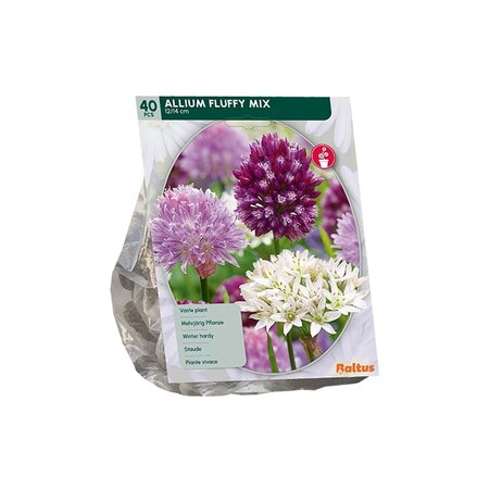 Allium fluffy mix 40st