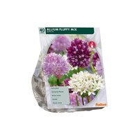 Allium fluffy mix 40st