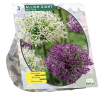 Allium giant mix 3st