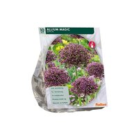 Allium magic 10st