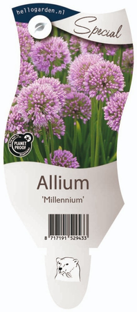 Allium 'Millennium'®