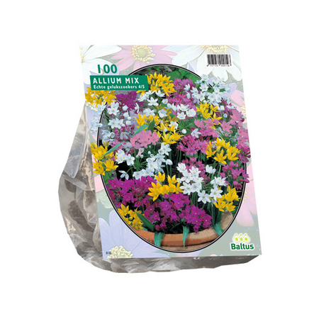 Allium mix 100st
