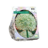 Allium mount everest 3st