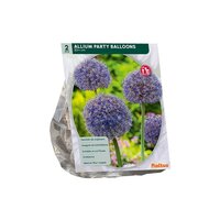 Allium party balloon 2st