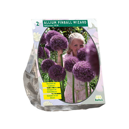 Allium pinball wizard per 2