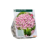 Allium pink jewel 3st