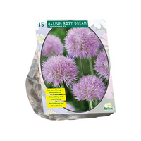 Allium rosy dreams 15st