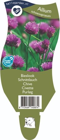 Allium schoenoprasum