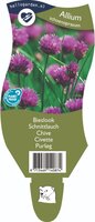 Allium schoenoprasum
