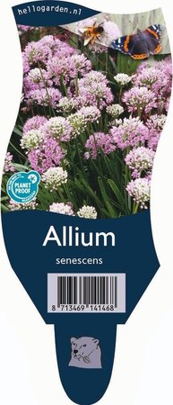 Allium senescens