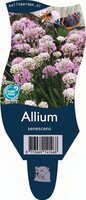 Allium senescens