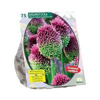 Allium sphaerocephalon 75st