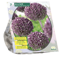 Allium summer drummer 7st