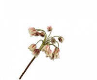 Alliumsteel l68cm bruin/groen