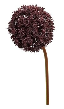 Alliumsteel l80cm paars