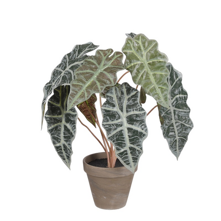 Alocasia in pot d36h44cm groen
