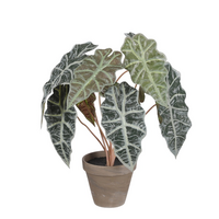 Alocasia in pot d36h44cm groen