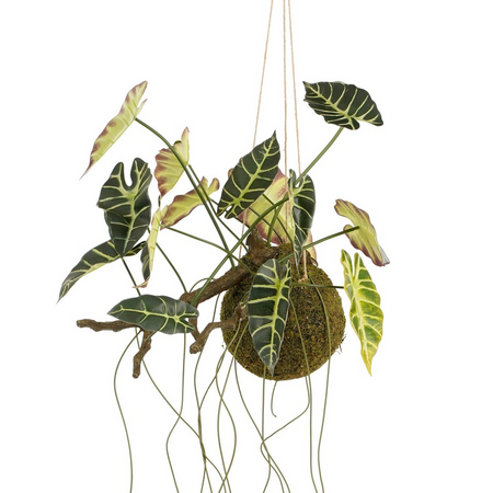 Alocasia l64b30h40cm groen