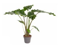Alocasia 'Portodora'