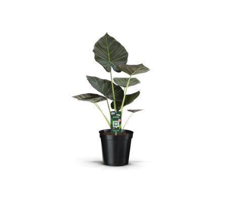 Alocasia  'Regal Shields'