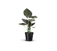 Alocasia 'Regal Shields'