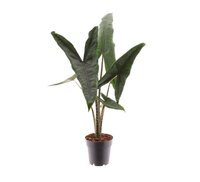 Alocasia zebrina