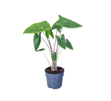 Alocasia zebrina