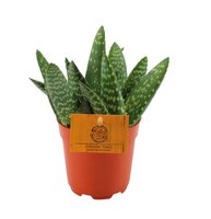 Aloe pot 10 cm - afbeelding 1