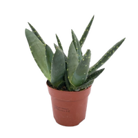Aloe pot 10 cm - afbeelding 2