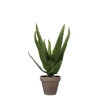 Aloe vera in pot d16h30cm groen (Zijde-plant)