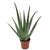 Aloe vera pot 14 cm