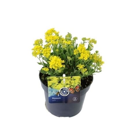 Alyssum saxatile Pot 13cm.