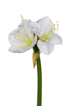 Amaryllis l65cm wit